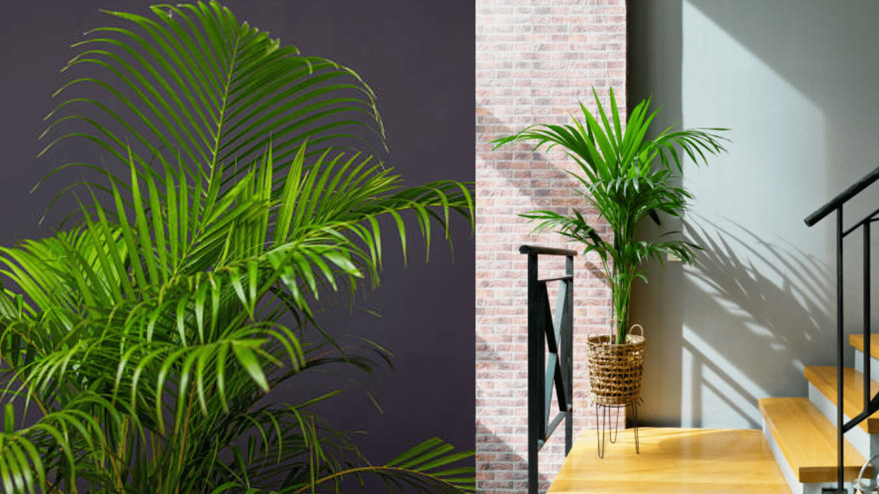 വീടിനുള്ളിൽ നല്ല ഉയരത്തിൽ വളരുന്ന ഇൻഡോർ പ്ലാന്റാണ് അരേക്ക പാം. ഇവ വായുവിലെ ഫോർമൽഡിഹൈഡ്, സൈലീൻ തുടങ്ങിയ ടോക്സീനുകളെ നീക്കം ചെയ്യാൻ സ​ഹായിക്കുന്നതാണ്.
