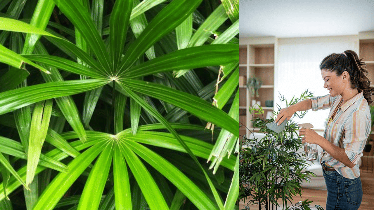 അതുപോലെ വീടിനുള്ളിലെ വായൂവിനെ ശുദ്ധീകരിക്കുന്ന മറ്റൊരു ചെടിയാണ് ബാംബൂ പാം. ഇവയും ബെൻസീൻ, ഫോർമൽഡിഹൈഡ് തുടങ്ങിയ വിഷവാതകങ്ങളെ ആഗിരണം ചെയ്ത് വായുവിനെ ശുദ്ധമാക്കുന്നു.
