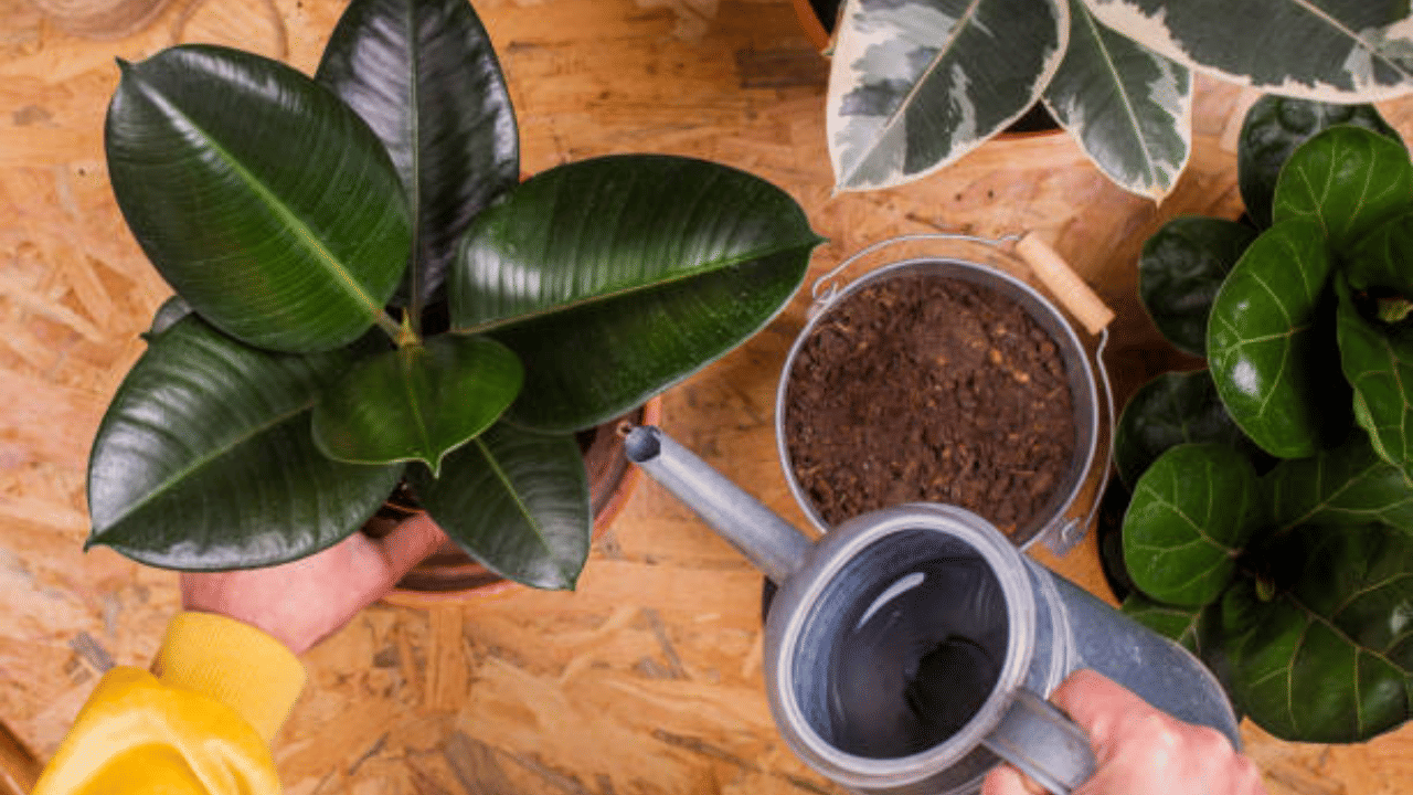 റബ്ബർ പ്ലാന്റാണ് പട്ടികയിൽ അടുത്തത്. തിളങ്ങുന്ന കടുംപച്ച നിറത്തിലുള്ള ഇലകൾ ഇവയുടെ പ്രത്യേകതയാണ്. വായുവിലെ ഫോർമൽഡിഹൈഡിനെ നീക്കം ചെയ്യുന്നതിൽ റബ്ബർ പ്ലാന്റ് മുൻപന്തിയിലാണ്.
