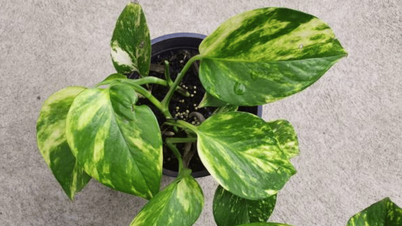 മണിപ്ലാന്റ് എന്നറിയപ്പെടുന്ന പോത്തോസും വായുവിനെ ശുദ്ധീകരിക്കും. ഇവ വായുവിലെ കാർബൺ മോണോക്സൈഡ്, ബെൻസീൻ തുടങ്ങിയവ നീക്കം ചെയ്യുന്നതാണ്. (Image Credit: Getty Images)
