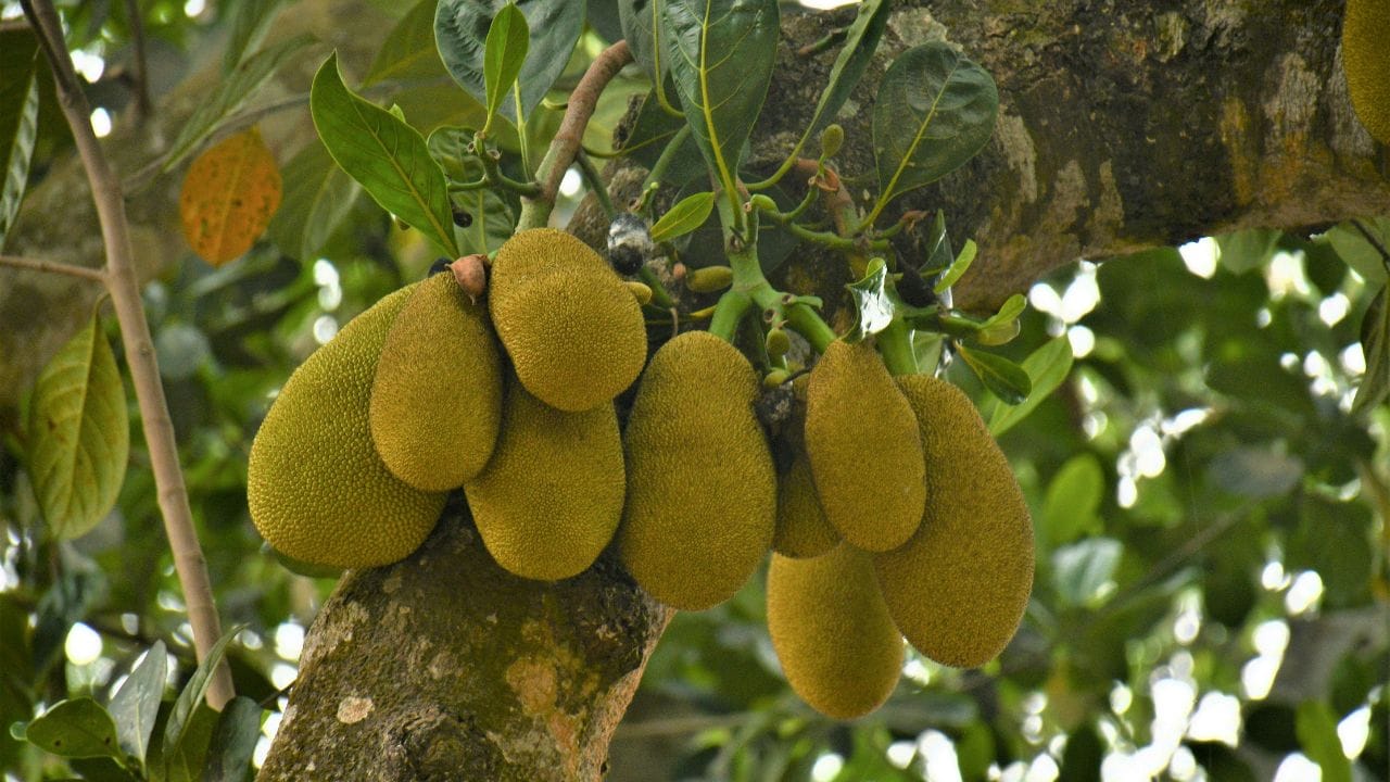 ശരിയായി വേവിക്കാത്ത ചക്കക്കുരു ദഹനപ്രശ്നങ്ങൾക്ക് കാരണമാകും. അതിനാൽ ചക്കക്കുരു എപ്പോഴും നന്നായി വെന്തതിനുശേഷം മാത്രം കഴിക്കുക. കുക്കറിൽ വേവിക്കുമ്പോൾ ആവശ്യത്തിന് വെള്ളം ഒഴിക്കാൻ ശ്രദ്ധിക്കണം.