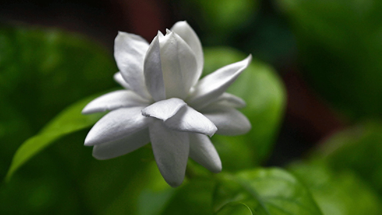 15 ദിവസത്തിലൊരിക്കൽ ഈ ഉണങ്ങിയ ചായപ്പൊടി ചെടിയുടെ ചുവട്ടിലെ മണ്ണിൽ കലർത്തി കൊടുക്കാവുന്നതാണ്. ഇതിലെ ടാനിക് ആസിഡ് മുല്ലയ്ക്ക് മികച്ചതാണ്.
