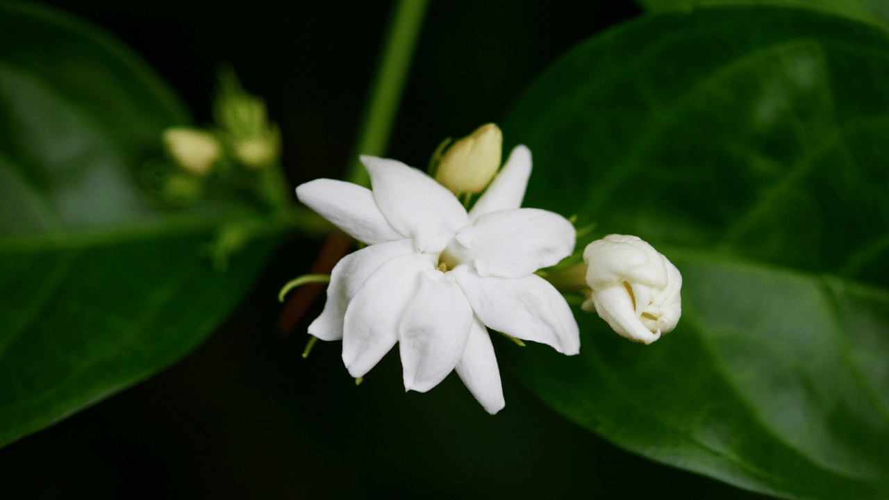 തേയിലപ്പൊടിയും മറ്റൊരു സഹായിയാണ്. മണ്ണിലെ പിഎച്ച് നില ക്രമീകരിക്കാൻ തേയില അവശിഷ്ടങ്ങൾ സഹായിക്കും. ചായയിട്ട ശേഷം വരുന്ന ചായ പൊടി വെയിലത്തിട്ട് നന്നായി ഉണക്കിയെടുക്കണം. 
