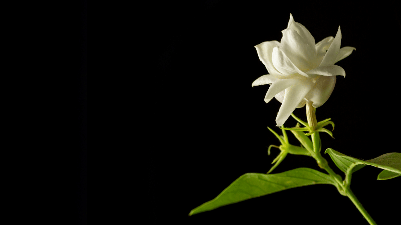 മുല്ലച്ചെടിയിൽ ധാരാളം പൂക്കൾ ഉണ്ടാകാൻ പഴത്തൊലി സഹായിക്കുന്നതാണ്. പഴുത്ത വാഴപ്പഴത്തിന്റെ തൊലി ചെറിയ കഷ്ണങ്ങളാക്കി മുറിക്കുക. വെള്ളത്തിലിട്ട് നന്നായി തിളപ്പിച്ച്, നന്നായി തണുത്ത ശേഷം ചെടിക്ക് ഒഴിച്ച് കൊടുക്കാം.
