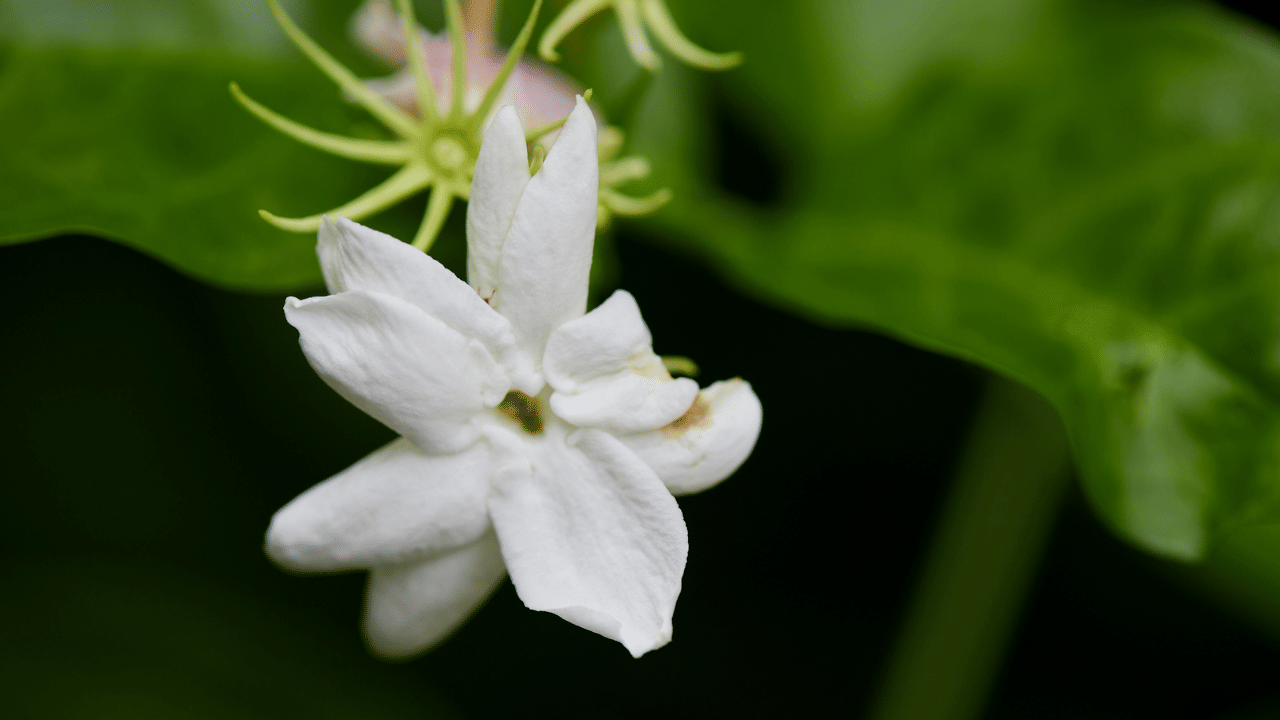 നന്നായി വെയിൽ കിട്ടുന്നിടത്ത് വേണം മുല്ലച്ചെടി നടാൻ. സൂര്യപ്രകാശം കുറഞ്ഞാൽ പൂക്കളുടെ എണ്ണവും കുറയും. അധികം മൂപ്പില്ലാത്തതും എന്നാൽ കട്ടി കുറഞ്ഞതുമായ, വേരിനോട് ചേർന്നുനിൽക്കുന്ന തണ്ടുകൾ വേണം നടാൻ.
