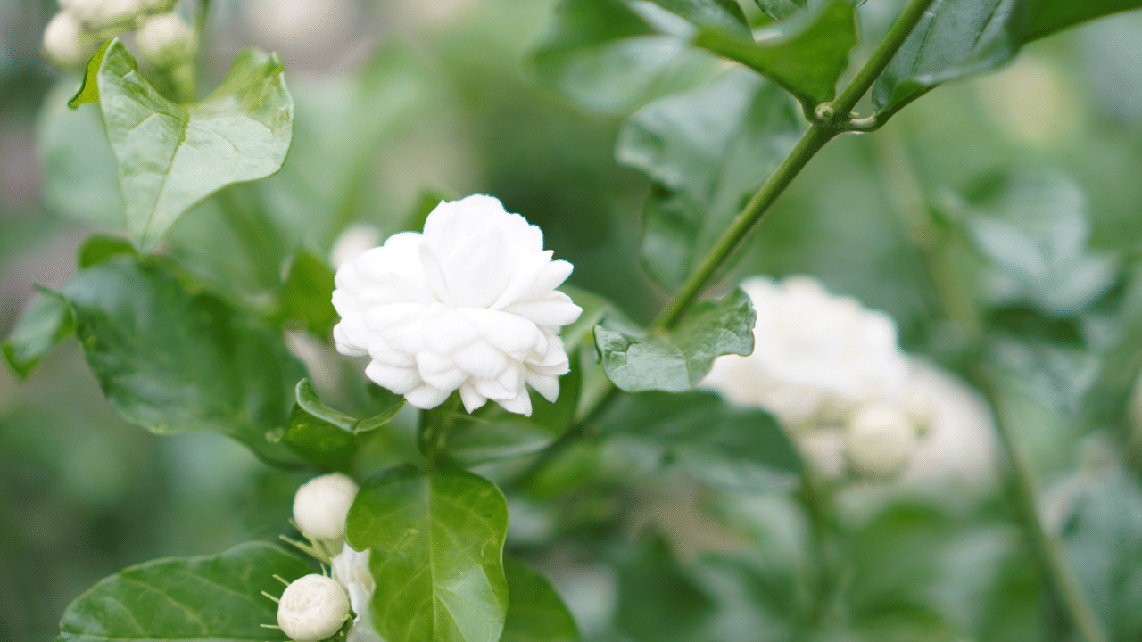 കൂടാതെ, ചാണകപ്പൊടി, കഞ്ഞിവെള്ളം, എല്ലുപൊടി, വേപ്പിൻപിണ്ണാക്ക് എന്നിവയെല്ലാം മികച്ച ജൈവവളങ്ങളാണ്. ഇവയും ഇട്ടുകൊടുക്കാം. (Image Credit: Getty Images)
