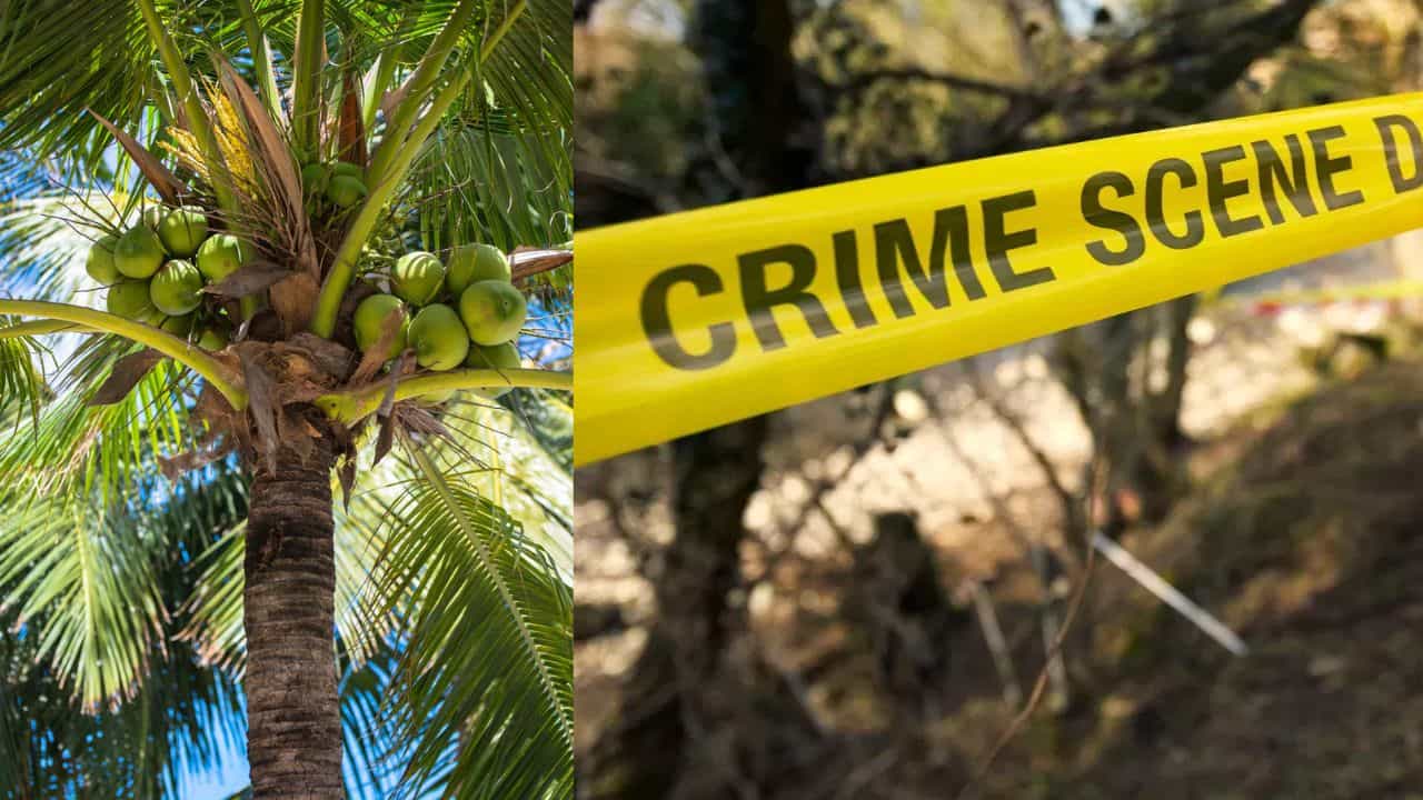 തെങ്ങുകയറ്റത്തിനിടെ അപകടം സംഭവിച്ചു; രണ്ടാഴ്ചയായി കാണാതായ ആളുടെ മൃതദേഹം കണ്ടെത്തി