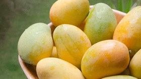 മാമ്പഴം കൃത്രിമമായി പഴുപ്പിച്ചതാകുമോ? അറിയാൻ വഴിയുണ്ട്