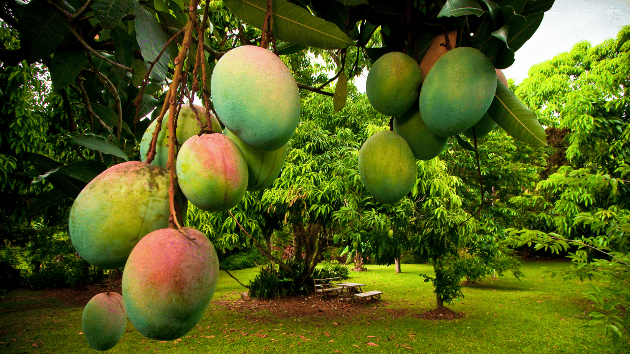 മാങ്ങയുടെ സീസണായതോടെ, കണ്ണിമാങ്ങ തൊട്ട് പഴുത്ത മാങ്ങയിൽ വരെ വ്യത്യസ്തതരം പരീക്ഷണങ്ങളാണ് മലയാളികൾ നടത്തുന്നത്. എന്നാൽ കടയിൽ നിന്ന് വാങ്ങുന്ന മാമ്പഴം രാസവസ്തുക്കൾ ഉപയോ​ഗിച്ച് പഴുപ്പിച്ചതാണോ എന്ന സംശയം മിക്കപേർക്കുമുണ്ട്. എന്നാൽ ഇത് തിരിച്ചറിയാൻ ചില എളുപ്പ വഴികളുണ്ട്. നോക്കിയാലോ...
