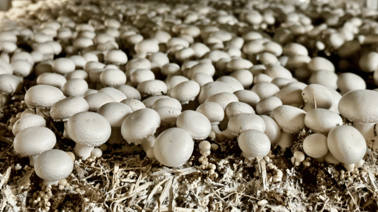 കൂൺ കൃഷിയിലൂടെ പണം സമ്പാദിക്കാൻ ചില വഴികളുണ്ട്. പച്ചക്കറി കടകളിലോ മാർക്കറ്റുകളിലോ ഫ്രഷ് കൂൺ നേരിട്ട് എത്തിച്ചുനൽകാവുന്നതാണ്. ഇടനിലക്കാർ ഇല്ലാതെ വിൽക്കുന്നത് കൂടുതൽ ലാഭം നൽകും. അതുപോലെ കൂൺ അച്ചാർ, കൂൺ പൗഡർ തുടങ്ങി മൂല്യവർദ്ധിത ഉൽപ്പന്നങ്ങളും വിൽക്കാം.
