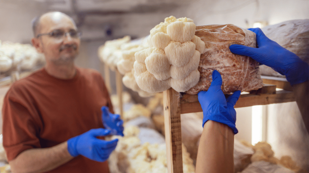 ബെഡുകൾ‌ തയ്യാറാക്കുമ്പോഴും കൈകാര്യം ചെയ്യുമ്പോഴും കൈകൾ അണുവിമുക്തമാക്കണം. ശുചിത്വമാണ് പ്രധാനം. അതുപോലെ വിത്തിന്റെ ​ഗുണമേന്മയും ശ്രദ്ധിക്കണം. ഷെഡിനുള്ളിൽ കാർബൺ ഡയോക്സൈഡ് അളവ് കൂടാൻ പാടില്ല.
