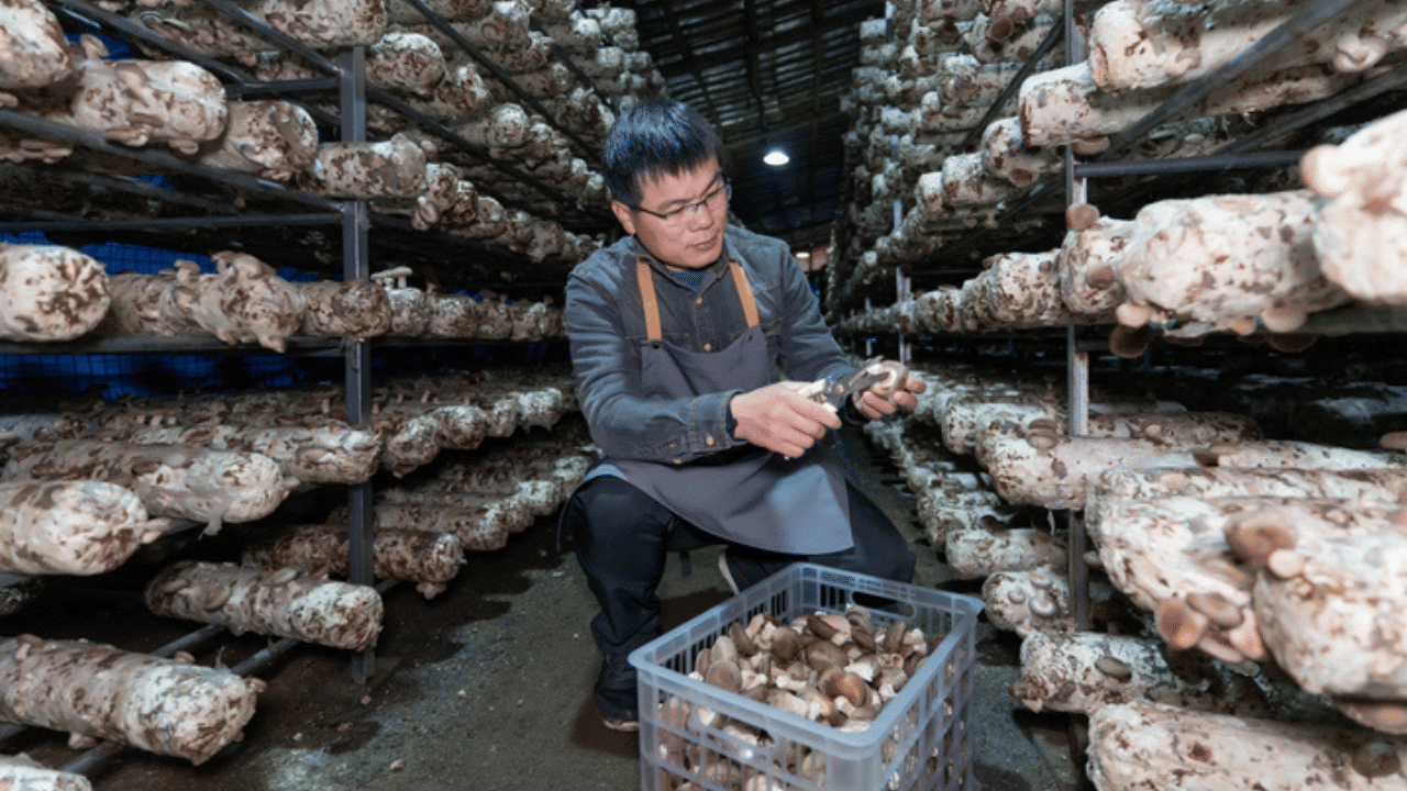 അതുകൊണ്ട് തന്നെ ചൂട് കൂടുന്ന സമയത്ത് ഷെഡിനുള്ളിൽ ഈർപ്പം നിലനിർത്താൻ ഫാനുകളോ വശങ്ങളിൽ നനഞ്ഞ പാഡുകളോ ഉപയോ​ഗിക്കാം. അതുപോലെ നേരിട്ടുള്ള സൂര്യപ്രകാശവും പാടില്ല. വെളിച്ചം കുറഞ്ഞ ഷെഡുകളിൽ നീല എൽഇഡി ബൾബുകളാണ് നല്ലത്.
