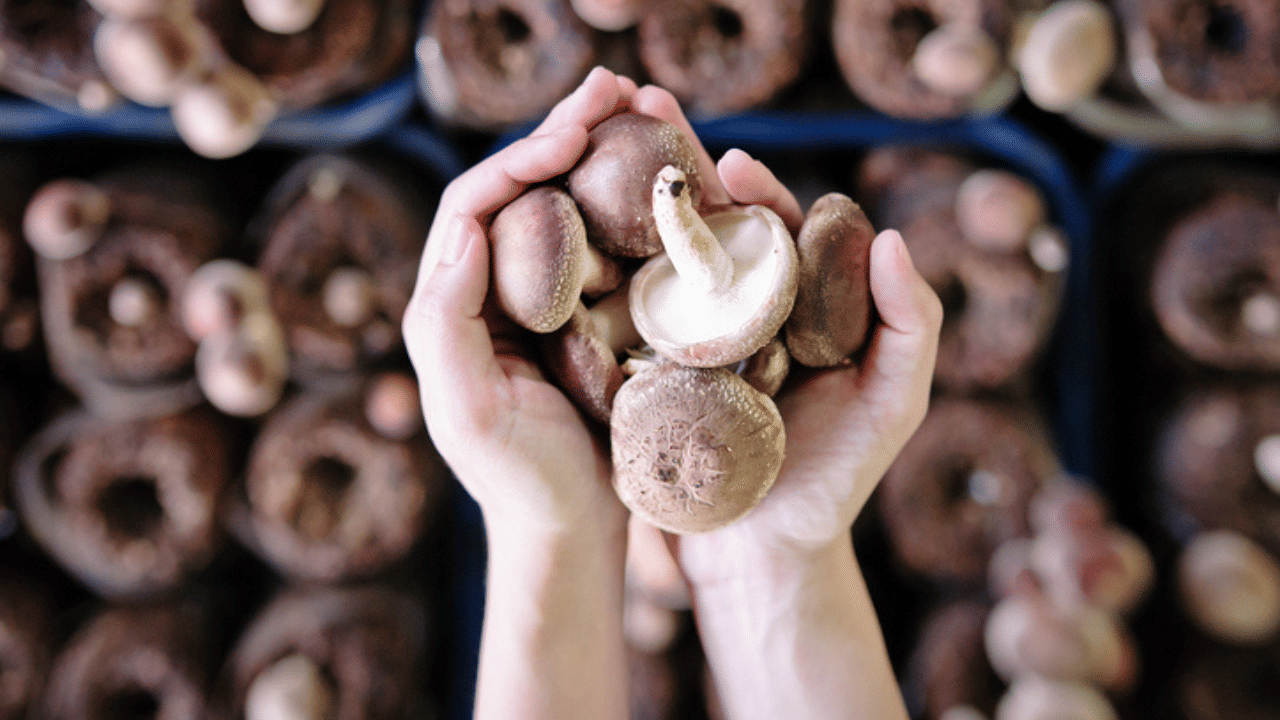 ചെറുകിട സംരംഭമായി കൂൺ കൃഷി തുടങ്ങുമ്പോൾ പരാജയപ്പെടാതിരിക്കാൻ ചില കാര്യങ്ങൾ ശ്രദ്ധിക്കേണ്ടതുണ്ട്. കൂണിന്റെ വളർച്ചയ്ക്ക് ഏറ്റവും പ്രധാനം അന്തരീക്ഷമാണ്. ഷെഡിനുള്ളിലെ താപനില 28–29 ഡിഗ്രി സെൽഷ്യസിനു മുകളിൽ പോകാൻ പാടില്ല.
