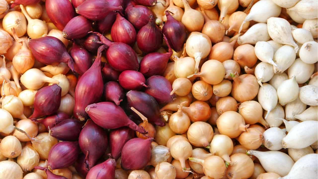 Onion: ഉള്ളി പോക്കറ്റിലിട്ടാൽ ചൂട് കുറയുമോ? ശാസ്ത്രം പറയുന്നത്...