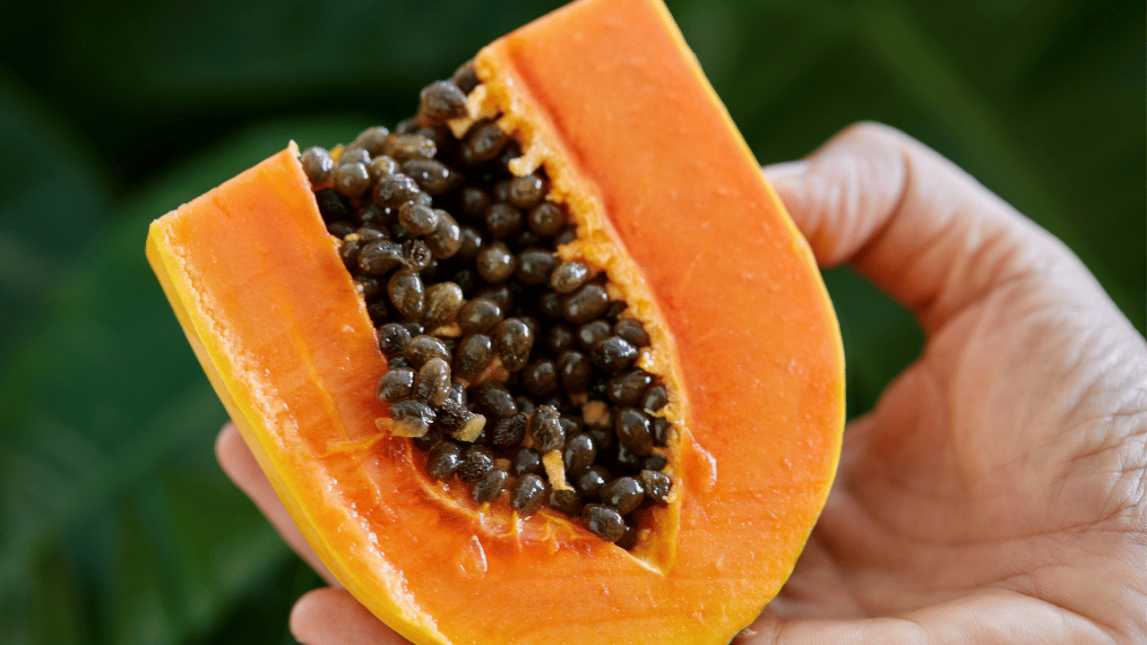 Papaya Seed: വലിച്ചെറിയേണ്ട, പപ്പായ കുരു നല്ലൊരു മരുന്നാണ്! Papaya Seed: വലിച്ചെറിയേണ്ട, പപ്പായ കുരു നല്ലൊരു മരുന്നാണ്!