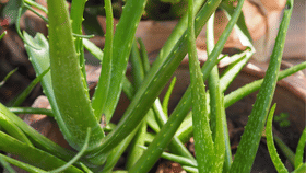 കറ്റാർ വാഴ ബാൽക്കണിയിൽ വളർത്താം, തഴച്ചുവളരാൻ ഇത്രയും ചെയ്താൽ മതി