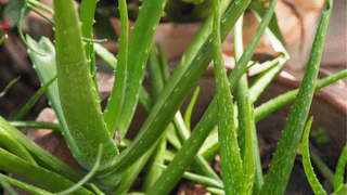 Morning Sunlight: സൂര്യപ്രകാശം ഒഴിവാക്കല്ലേ! അതിരാവിലെ വെയിൽ കൊണ്ടില്ലെങ്കിൽ ശരീരത്തിന് സംഭവിക്കുന്നത്
