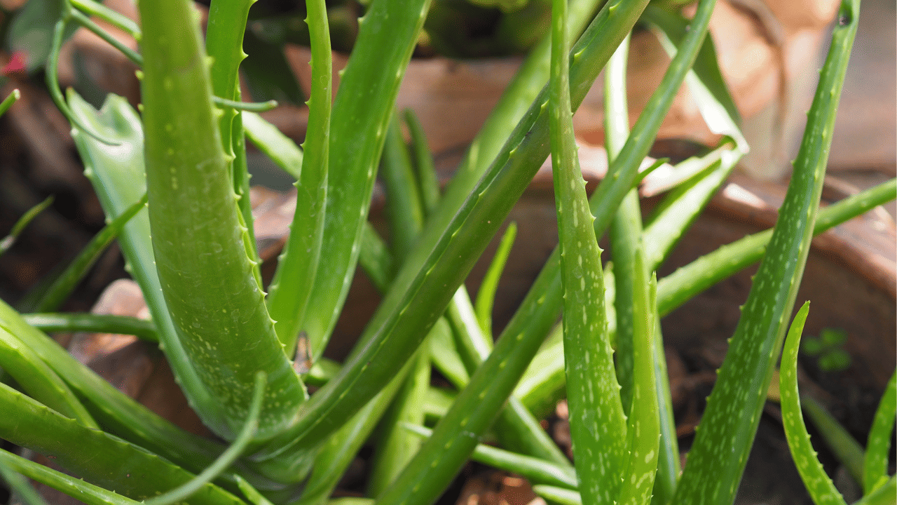 Aloe Vera: കറ്റാർ വാഴ ബാൽക്കണിയിൽ വളർത്താം, തഴച്ചുവളരാൻ ഇത്രയും ചെയ്താൽ മതി