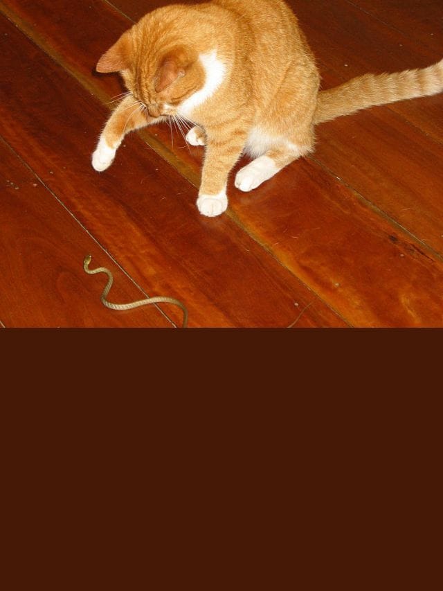 പൂച്ച സെർ ഉള്ള വീട്ടിൽ പാമ്പ് വരില്ലേ? ഇവ അറിയൂ