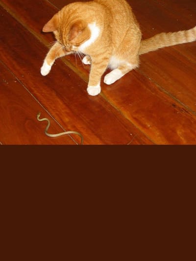 പൂച്ച സെർ ഉള്ള വീട്ടിൽ പാമ്പ് വരില്ലേ? ഇവ അറിയൂ