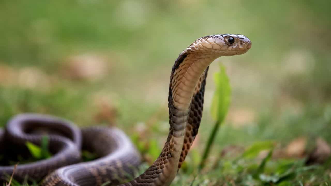 Anti Venom: എന്താണ് ആന്റിവെനം? പാമ്പ് കടിയേറ്റാൽ ആദ്യം പോകേണ്ട ആശുപത്രികളുടെ പട്ടിക ഇതാ...