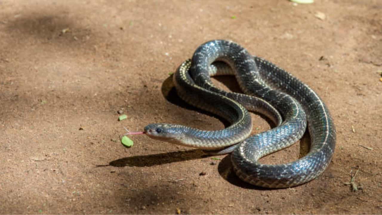 Snake Bite Death: പാമ്പുകടിയേറ്റ് മരിച്ചത് 86 പേരെന്ന് വനംവകുപ്പ്, ആരോ​ഗ്യവകുപ്പിന് 4 പേർ മാത്രം