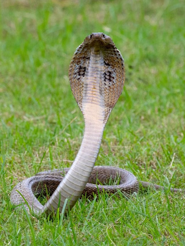 പാമ്പ് കടിയേറ്റാൽ ആദ്യം ചെയ്യേണ്ടത്...-