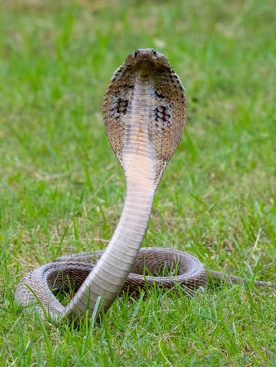 പാമ്പ് കടിയേറ്റാൽ ആദ്യം ചെയ്യേണ്ടത്…-