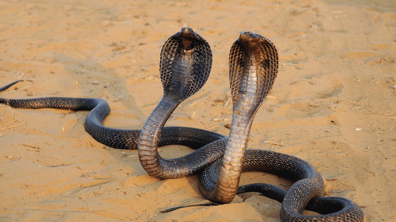Snake: കൊടുംചൂടാണ്, വീടിനുള്ളിൽ പാമ്പ് കയറാതിരിക്കാൻ ചെയ്യേണ്ടത് എന്തെല്ലാം?