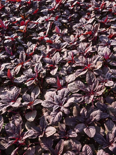 ചീര വിത്ത് ദിവസങ്ങൾ കഴിഞ്ഞിട്ടും മുളയ്ക്കുന്നില്ലേ? ഇത് ശ്രദ്ധിക്കുക