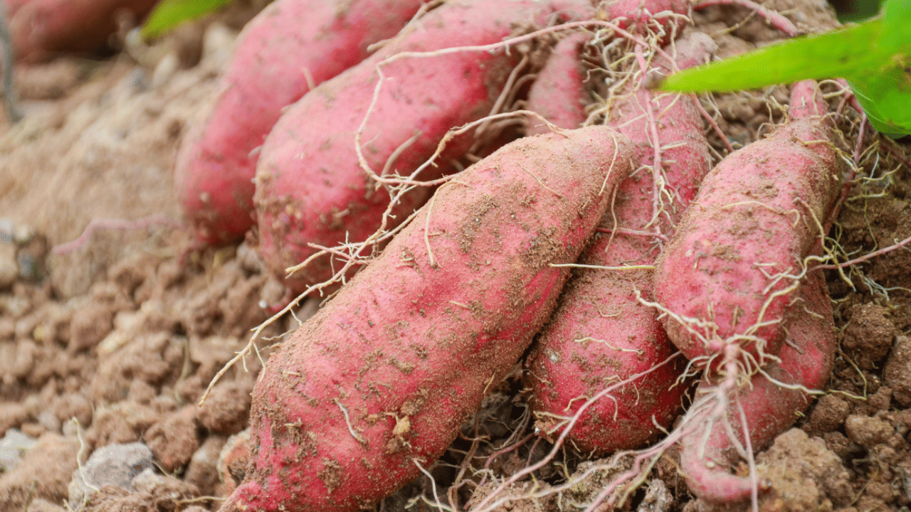 Sweet Potato: മധുരക്കിഴങ്ങ് ഷേക്കടിച്ചാലോ... ചൂടും മാറും ആരോഗ്യത്തിനും നല്ലത് Sweet Potato: മധുരക്കിഴങ്ങ് ഷേക്കടിച്ചാലോ... ചൂടും മാറും ആരോഗ്യത്തിനും നല്ലത്