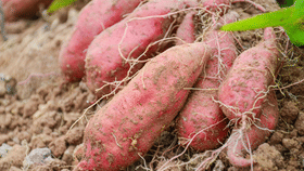 Sweet Potato: മധുരക്കിഴങ്ങ് ഷേക്കടിച്ചാലോ… ചൂടും മാറും ആരോഗ്യത്തിനും നല്ലത്...