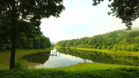 മരങ്ങളുടെ എണ്ണം കൂടുന്നതും രോ​ഗികളുടെ എണ്ണവും തമ്മിലെന്തു ബന്ധം?