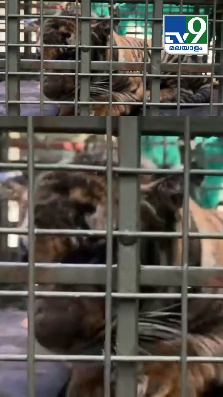 മൂന്നാറിൽ നിന്നും പിടികൂടിയ കടുവ