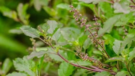 തുളസിയിലകൾ ഇനി മഞ്ഞനിറമാകില്ല, പരിപാലിക്കേണ്ടത് ഇങ്ങനെ