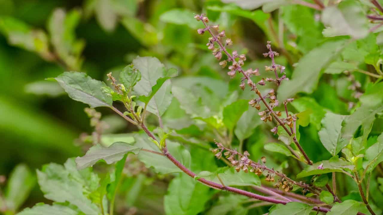Tulsi Plant: തുളസിയിലകൾ ഇനി മഞ്ഞനിറമാകില്ല, പരിപാലിക്കേണ്ടത് ഇങ്ങനെ