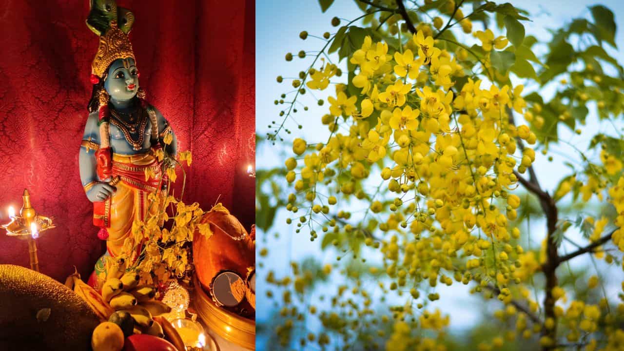 Vishu 2026: ഭഗവാൻ്റെ പൊന്നരഞ്ഞാണം പൂക്കളായി മാറിയ കഥ; വിഷുവും കണികൊന്നയും തമ്മിലുള്ള ബന്ധം