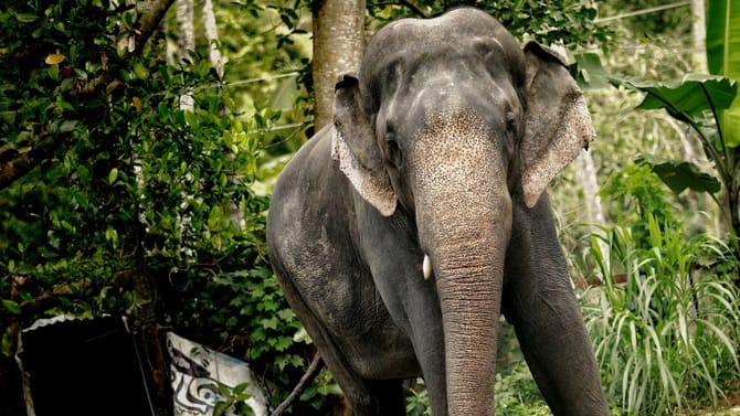 യുവാവിനെ ചവിട്ടി കൊന്നു; എറണാകുളത്ത് ആന വിരണ്ടോടി പരിഭ്രാന്ത്...