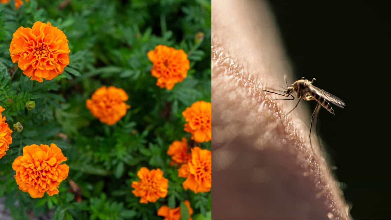 Anti-Mosquito Plants: വീട്ടിൽ ജമന്തി ചെടിയുണ്ടെങ്കിൽ കൊതുക് വരില്ല! കെമിക്കലുകൾ വേണ്ട; ഈ ചെടികൾ മതി