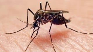 Mosquito Repellent Creams: കൊതുകിനെ ഓടിക്കാൻ ക്രീം പുരട്ടുന്നവർ ശ്രദ്ധിക്കുക! ചർമ്മത്തിന് ദോഷമോ?; വിദ​ഗ്ധർ പറയുന്നത് ഇങ്ങനെ