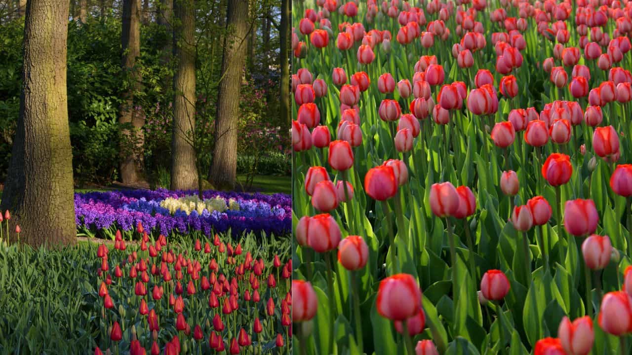 Ooty Flower Show: പൂക്കളുടെ ഉത്സവത്തിന് ഊട്ടി ഒരുങ്ങി; പുഷ്പമേള എന്ന് തുടങ്ങും? ഗതാഗത നിയന്ത്രണങ്ങൾ ഇങ്ങനെ