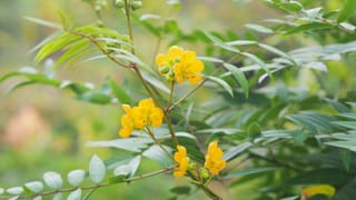 Mango Health Tips: മാമ്പഴം കൂടുതൽ കഴിച്ചാൽ ചൂടു കൂടുമോ? പഴമക്കാർ പറയുന്നതിലെ സത്യമിത്