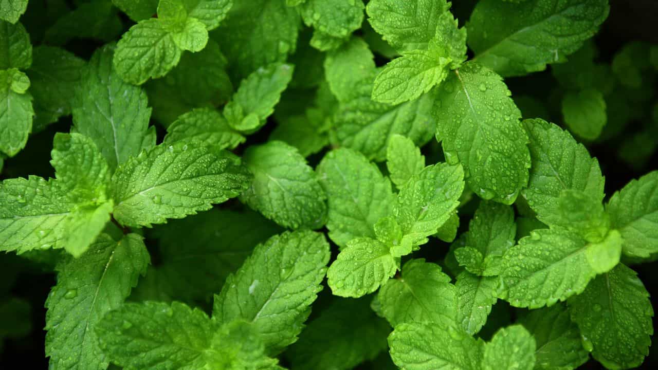 Mint: ബാൽക്കണിയിൽ പുതിന വളർത്താം, ചെയ്യേണ്ടത് ഇത്രമാത്രം