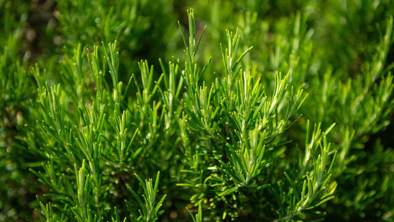 Rosemary Plants: പൈസ കൊടുത്ത് വാങ്ങേണ്ട, റോസ്മേരി വീട്ടിൽ വളർത്താം, ഒരു കുപ്പി മാത്രം മതി!
