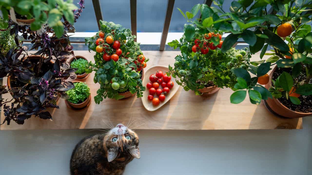 Gardening Tips: സ്ഥലം അധികം വേണ്ടന്നേ, ഈ പച്ചക്കറികൾ ബാൽക്കണിയിൽ നട്ടാൽ മതി; പെട്ടെന്ന് വിളവെടുക്കാം