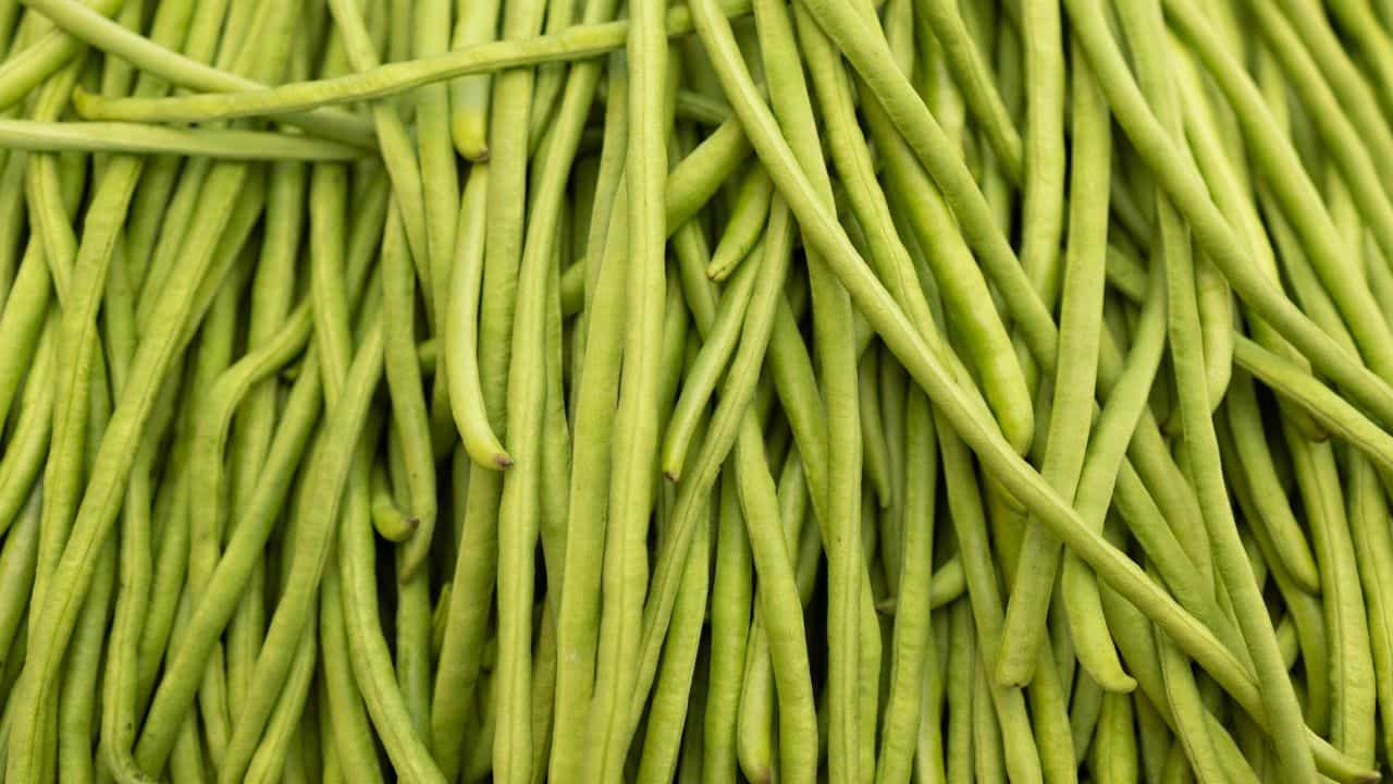 Asparagus Bea: ഇങ്ങനെ പയർ കൃഷി ചെയ്താൽ നൂറ്മേനി ഉറപ്പ്; മഴയായാലും വെയിലായാലും പ്രശ്നമില്ല! Asparagus Bea: ഇങ്ങനെ പയർ കൃഷി ചെയ്താൽ നൂറ്മേനി ഉറപ്പ്; മഴയായാലും വെയിലായാലും പ്രശ്നമില്ല!