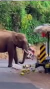 ഇഷ്ടം ചക്കയോട് മാത്രം! വഴി അരികിൽ നിൽക്കുന്ന കൊമ്പൻ ചെയ്യുന്നത് കണ്ടോ...