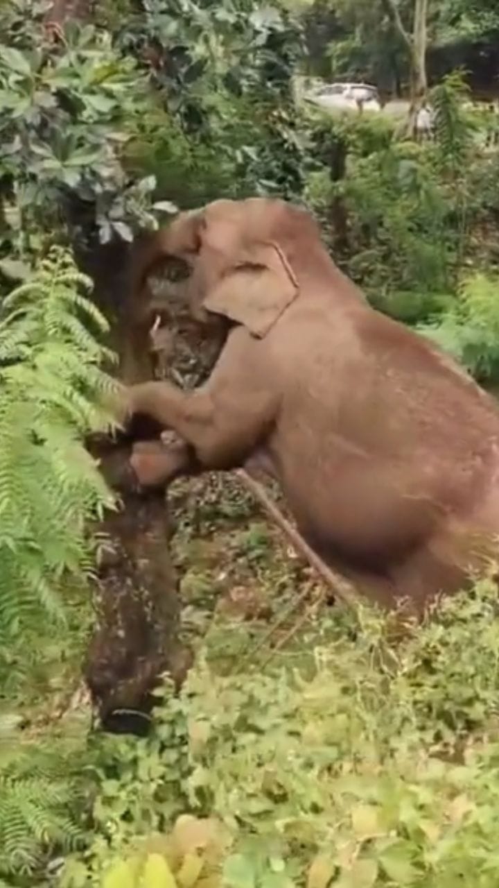 ആന പ്ലാവിൽ കയറി ചക്ക ഇടുന്നത് കണ്ടോ