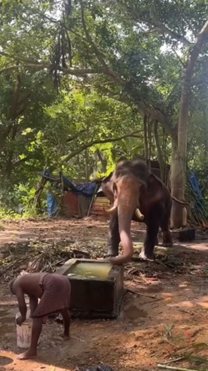 മദപ്പാട് കാലത്ത് ആനക്ക് ഭക്ഷണം കൊടുക്കുന്ന വിധം