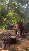 മദപ്പാട് കാലത്ത് ആനക്ക് ഭക്ഷണം കൊടുക്കുന്ന വിധം...